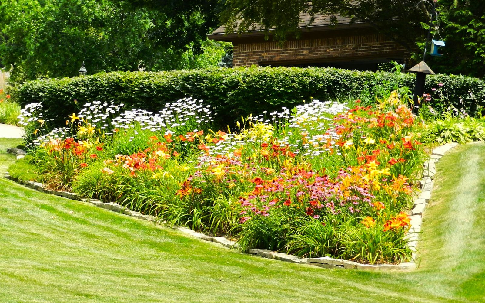 Flower bed with orange and white blooms beside a trimmed lawn edge